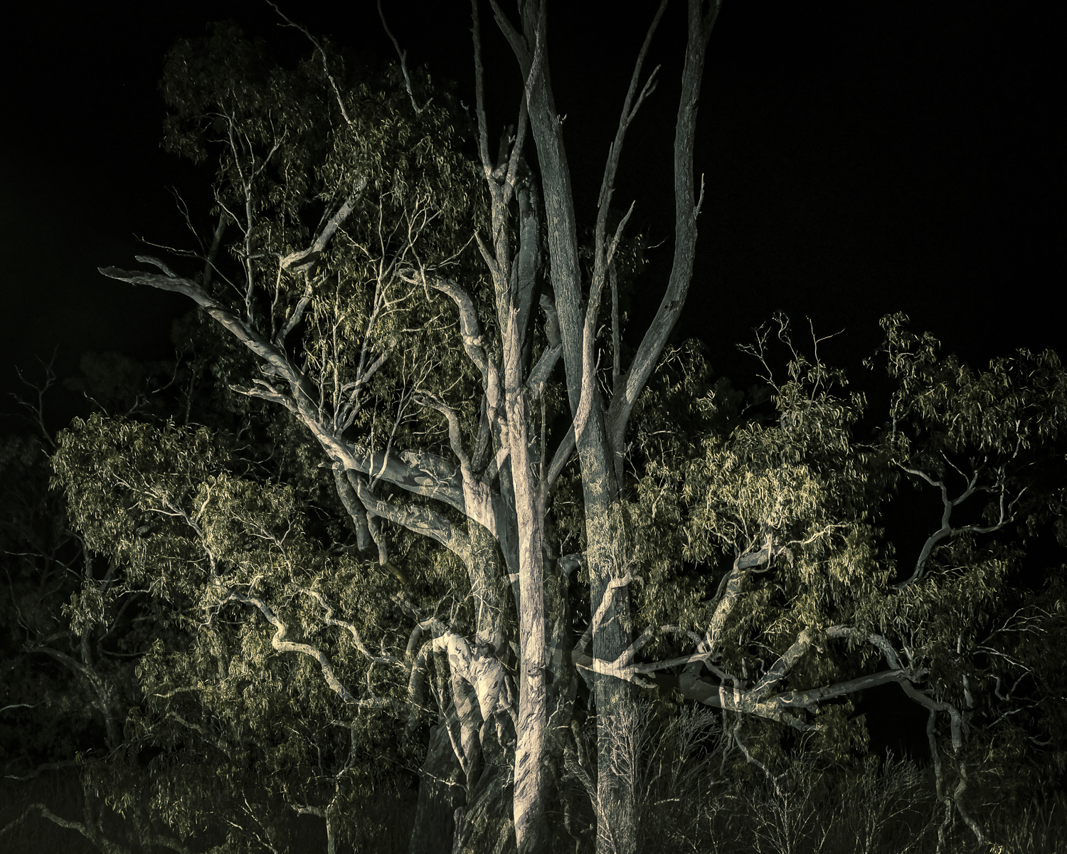 Night trees 4